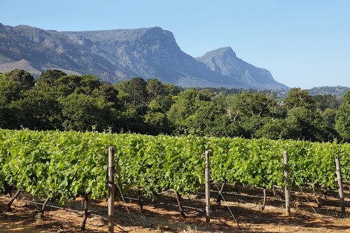 vignobles de la vallée